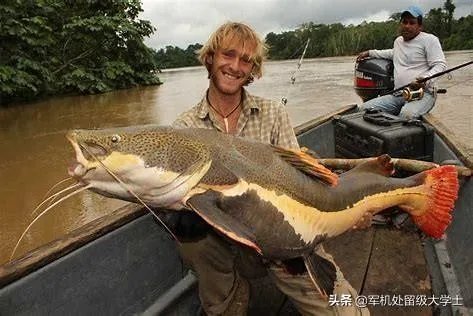 世界最大的鲶鱼都有哪些？