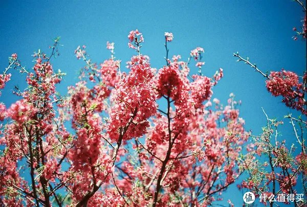 Contax G1 胶片相机:记录旅途的点点滴滴