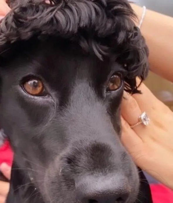 贝克汉姆大儿子求婚,求婚钻戒的价格究竟有多惊人?