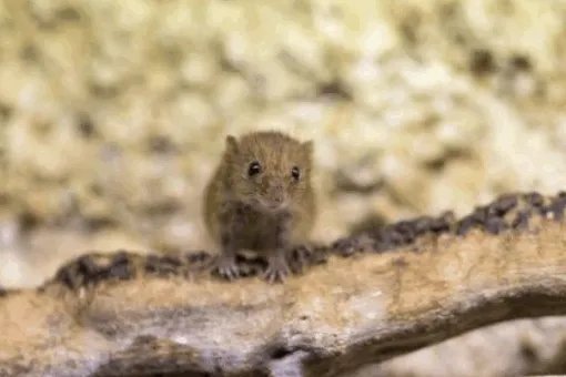 请简述“鼠疫”发生在哪一年？及其发展史。