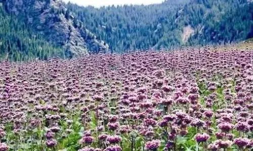 新疆乌鲁木齐有哪些特色？