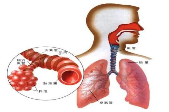 气管的位置和分布图片