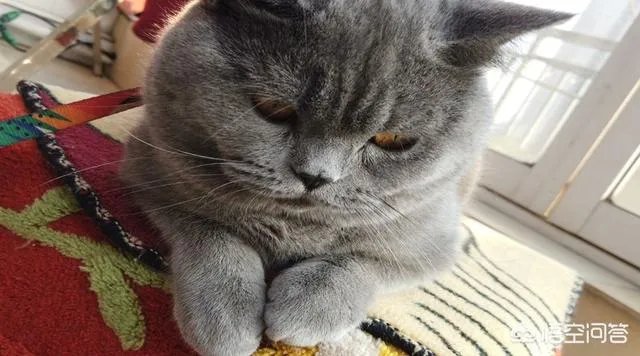 你家的猫做过哪些不可思议的事？