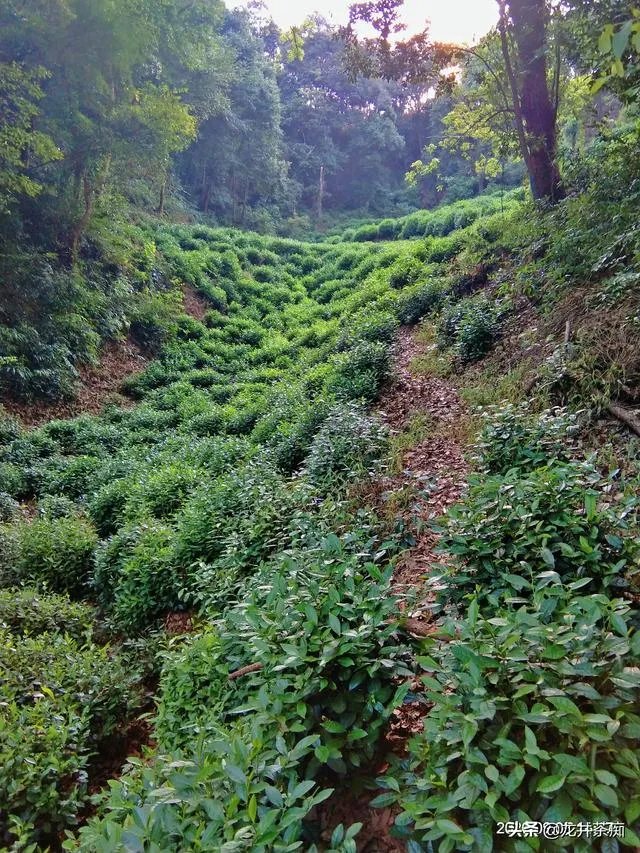 茶叶店熬一熬真的能好了吗?未来发展如何?