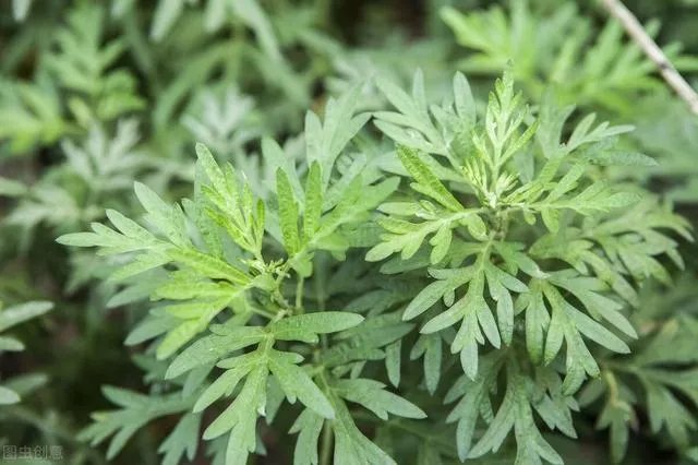 艾草是野生的好还是种植的好?