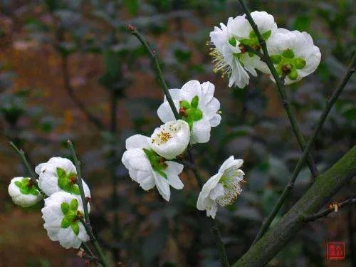 梅花草属的生长环境