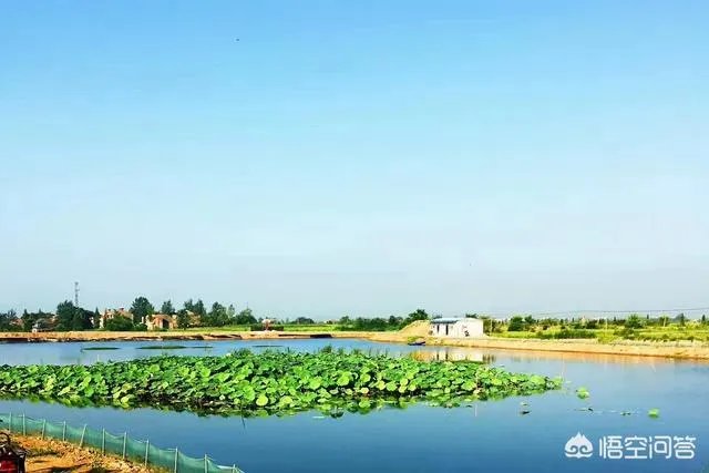 养殖小龙虾每亩投入3000元，亩产300斤算正常吗？该如何养殖？