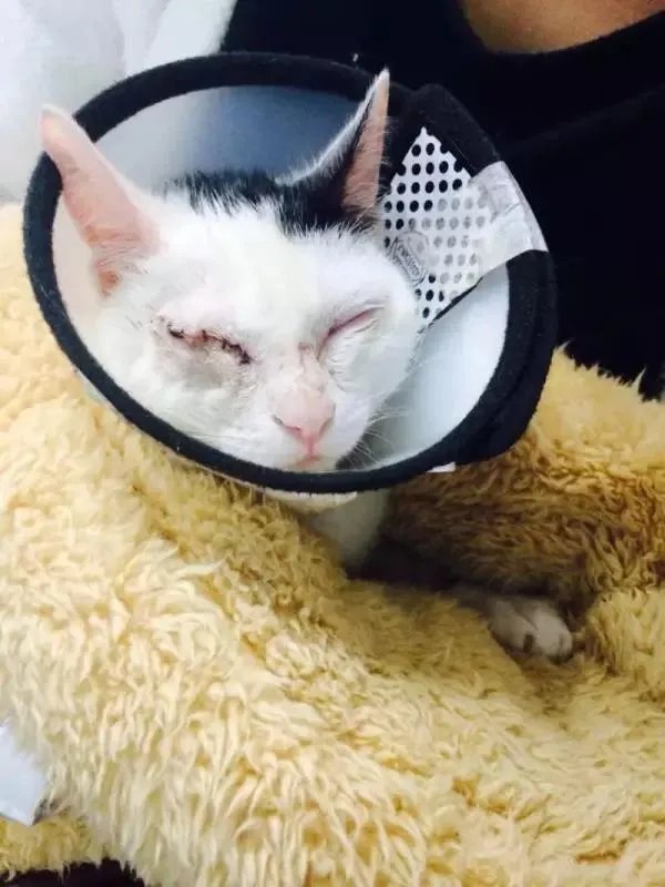 你家的猫做过哪些不可思议的事？