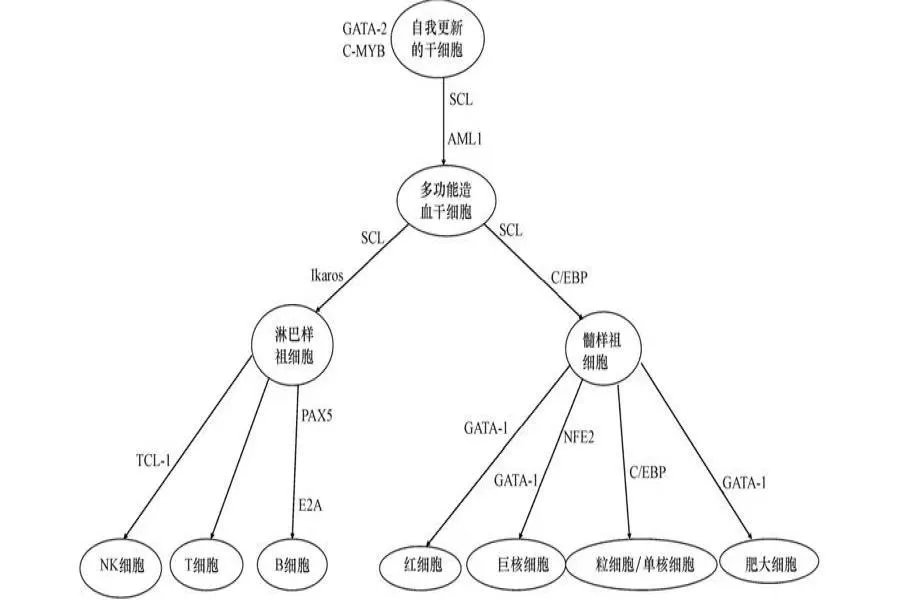 白血病的原理图解