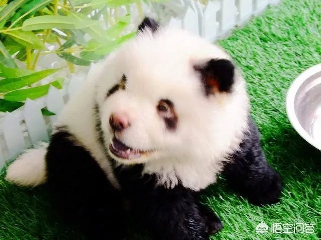 被染色成熊猫的狗，真的更“可爱”吗？