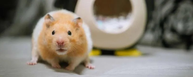 1984属鼠人2021年运程 1984年属鼠2021年运势运程大全及破解