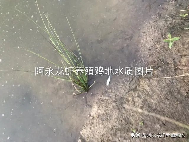 养殖小龙虾,水质该如何管理,日常管理要注意什么？