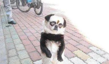 被染色成熊猫的狗，真的更“可爱”吗？