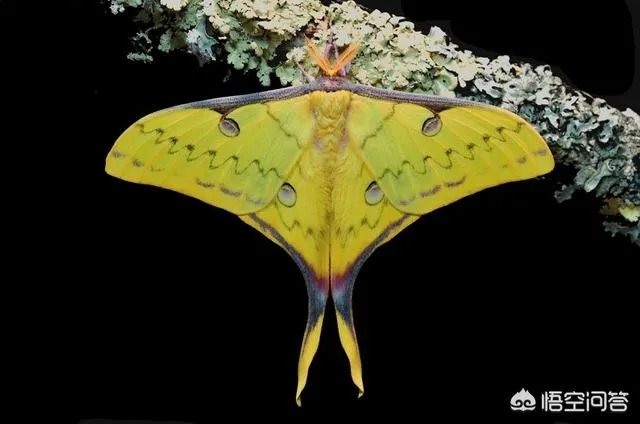 这是什么品种的飞蛾？