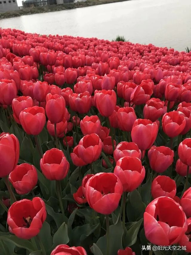 请问上海周边100公里左右自驾游有哪些景点推荐？