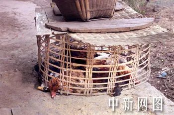 重庆开县井喷事故的介绍