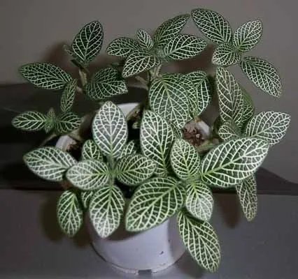 求图片里盆栽植物的名称~~~~