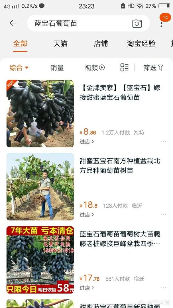 蓝宝石葡萄苗多少钱一棵？