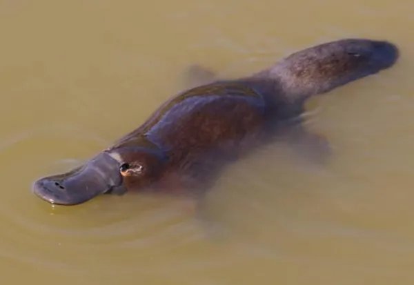 鸭嘴兽身上哺乳动物的基本特征有那两个