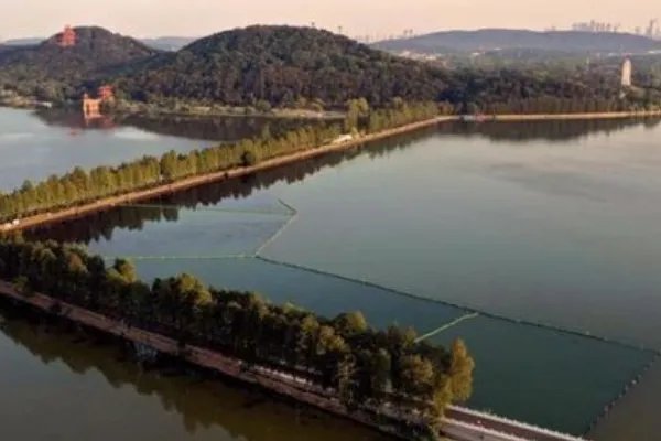 武汉东湖水下森林你见过吗？是怎样的景貌