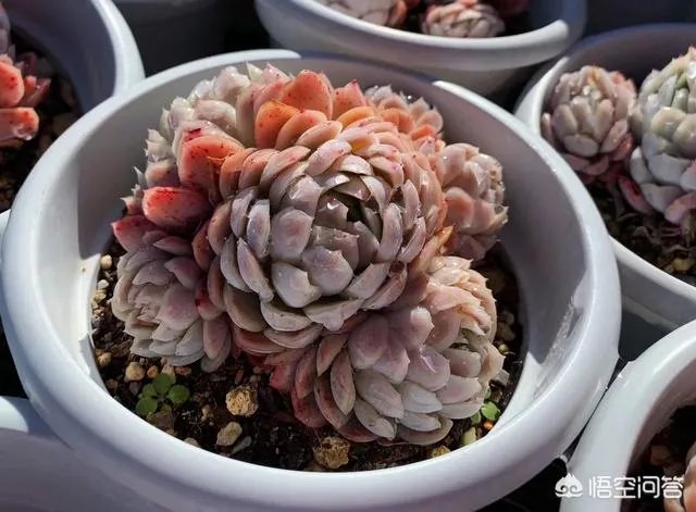 给多肉浇水的秘诀是什么？