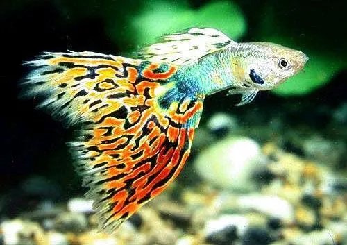 彩霞鱼