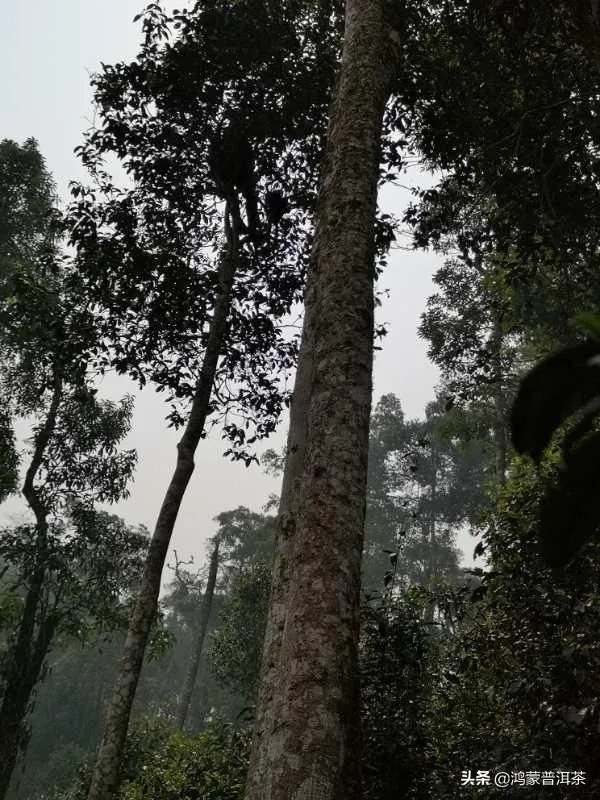 杨坤又开始吐槽普洱茶了！你怎么看？