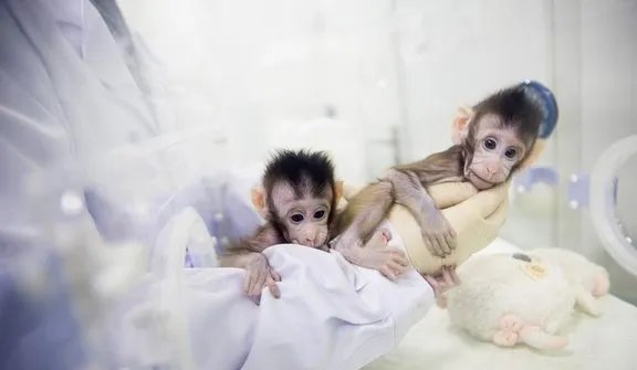 克隆猴家庭将迎第三名成员梦梦是什么情况?