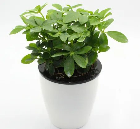 活性炭哪个牌子好？