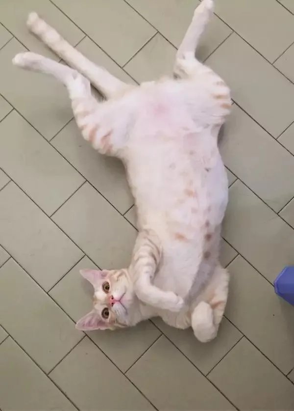 你家的猫做过哪些不可思议的事？