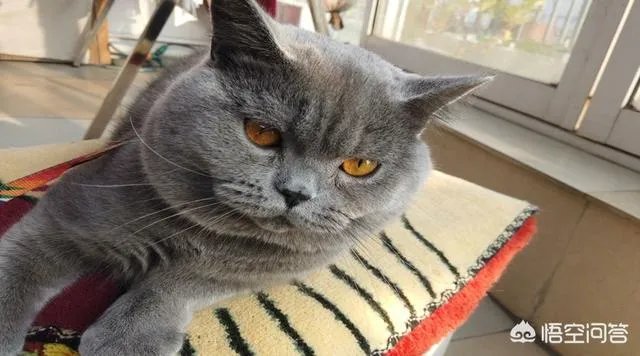 你家的猫做过哪些不可思议的事？