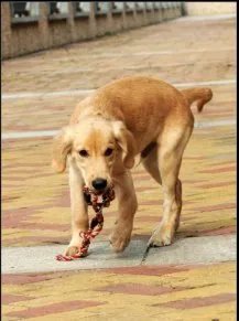 谁有三四个月的金毛犬图片？