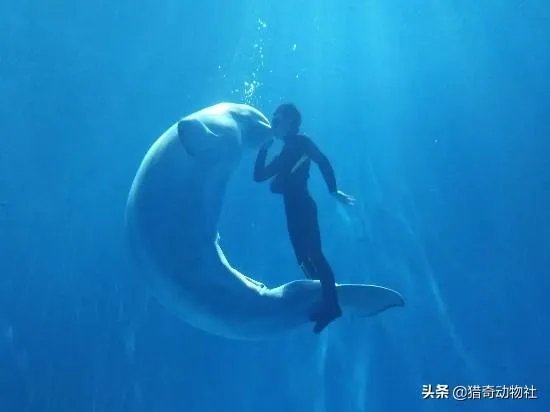 人和动物最大的相同点是什么？