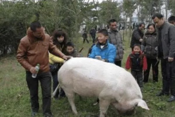 国庆多名游客探望13岁猪坚强，它的生活如何？