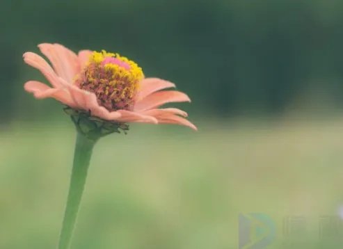 清明节踏青的来历