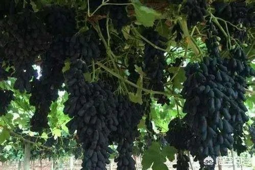 蓝宝石葡萄苗多少钱一棵？