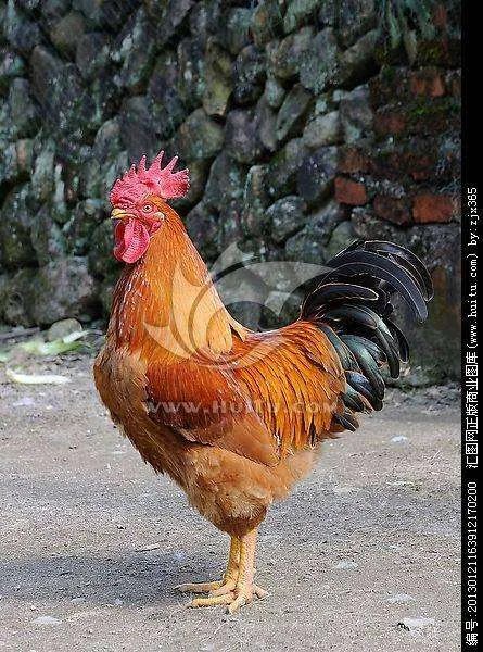 声东击西打一准确生肖？