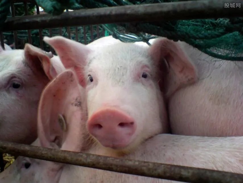 嘉兴1月死猪万头 死因至今成谜（图）