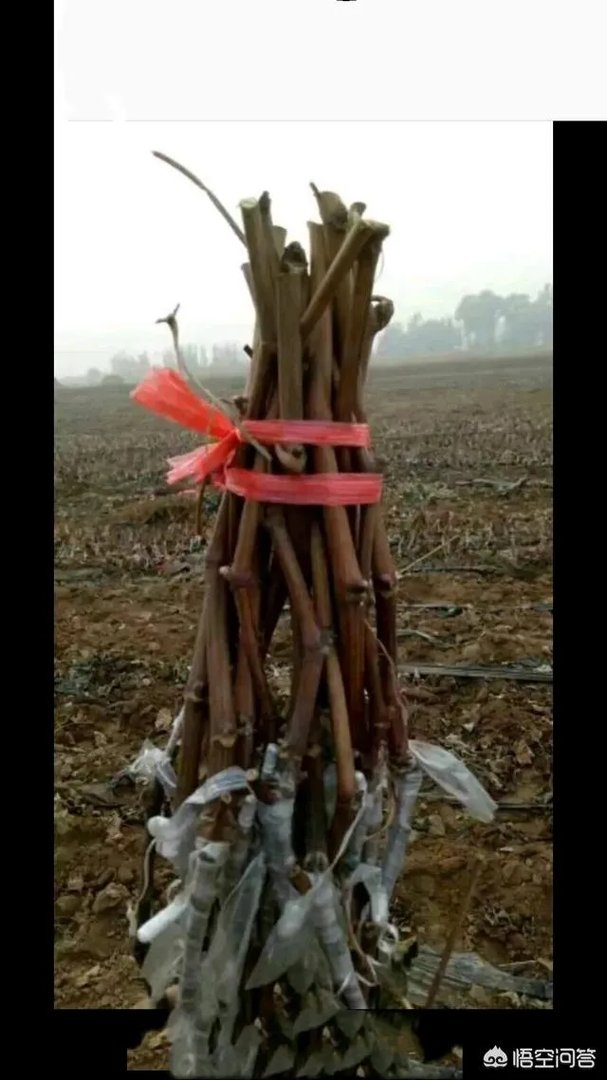 蓝宝石葡萄苗多少钱一棵？