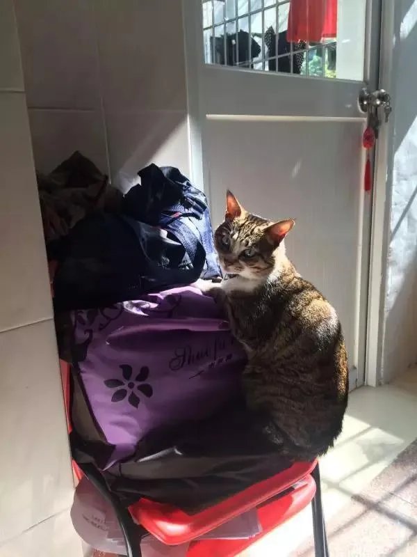 你家的猫做过哪些不可思议的事？