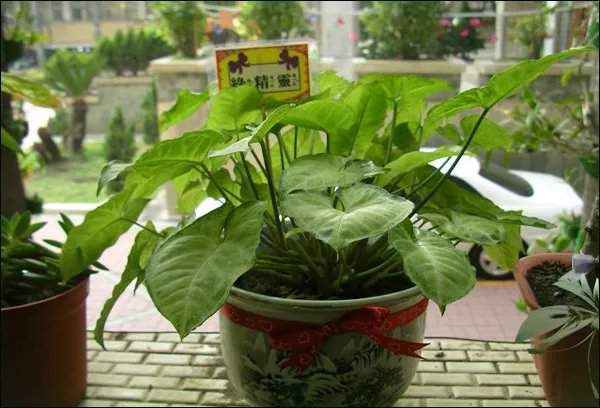 白蝴蝶有毒吗 白蝴蝶该如何养护