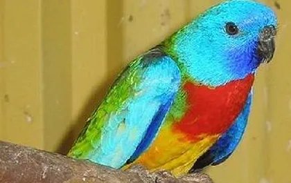 鲜红胸鹦鹉有哪些生活习性呢？需要怎样的饲养环境？