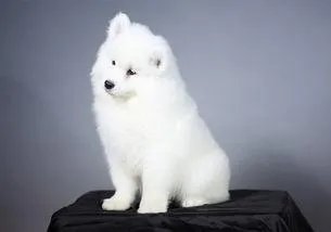 萨摩耶在交警队混吃混喝1个月把交警吃穷了，有这么夸张吗，萨摩耶有多能吃？