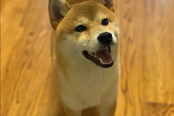 《向往的生活》锅碗瓢盆四条狗，现在过的怎么样了？