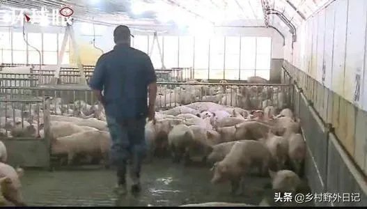 美国市场无肉可卖，为何养殖户却对猪进行安乐死，尸体堆积如山？