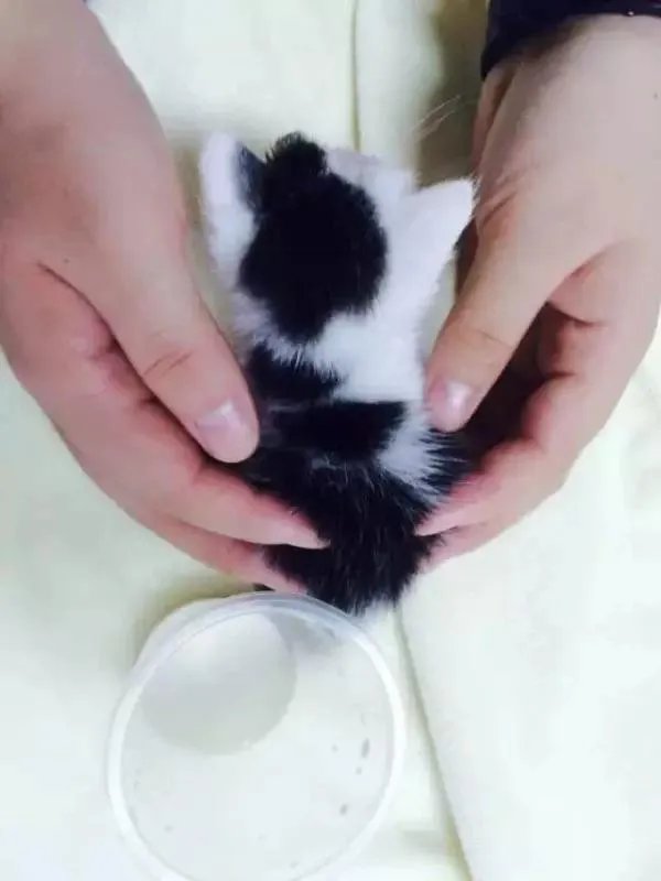 你家的猫做过哪些不可思议的事？