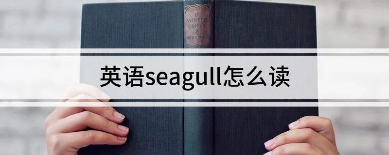 英语seagull怎么读