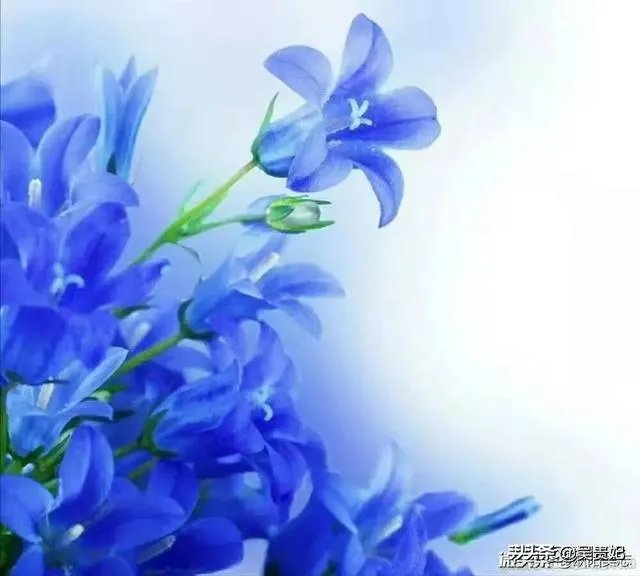 今年清明节还可以扫墓吗？