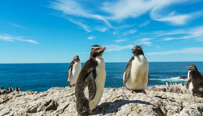 企鹅生活在哪里 企鹅生活在什么地方