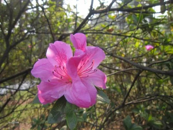 杜鹃科的生物分类